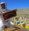 آغاز سر شماری کندوهای زنبور عسل در شهرستان رودسر